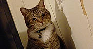 Kitty is registered to the contest to win money with this photo: bottle, cat, close_up, clutter, collar, curious, domestic_animal, feline, flower_pattern, glass, indoor, monitor, peeling_paint, pet, poster, shadow, sitting, tabby_cat, table, wall