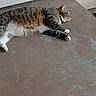Kitty is registered to the contest to win money with this photo: animal, calm, cat, collar, concrete_floor, domestic_cat, ears, feline, floor, indoor, lying_down, pet, relaxed, resting, side_view, sleepy, striped, tabby_cat, whiskers, white_paws