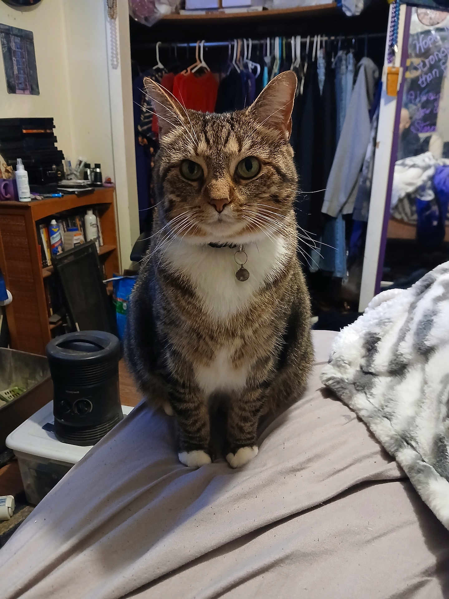 Kitty joined the competition — help win amazing prizes! cat, tabby, pet, animal, indoor, bed, collar, tag, furniture, blanket, clothing, closet, sitting, fur, whiskers, ears, eyes, domestic, household, room