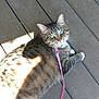 Kitty is registered to the contest to win money with this photo: cat, tabby, green_eyes, leash, pink_leash, wooden_floor, pet, animal, feline, domestic_cat, cute, looking_up, whiskers, paws, relaxed, sunlight, shadow, outdoor, fur, striped