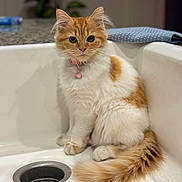 Maple joined the competition — help win amazing prizes! cat, clean, collar, curious, cute, domestic_animal, feline, fluffy, houseplant_blur, indoor, kitten, orange_and_white, pet, pink_collar, polka_dot_cloth, sink, sitting, tail, wide_eyes, young_cat