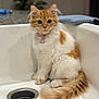 cat, clean, collar, curious, cute, domestic_animal, feline, fluffy, houseplant_blur, indoor, kitten, orange_and_white, pet, pink_collar, polka_dot_cloth, sink, sitting, tail, wide_eyes, young_cat