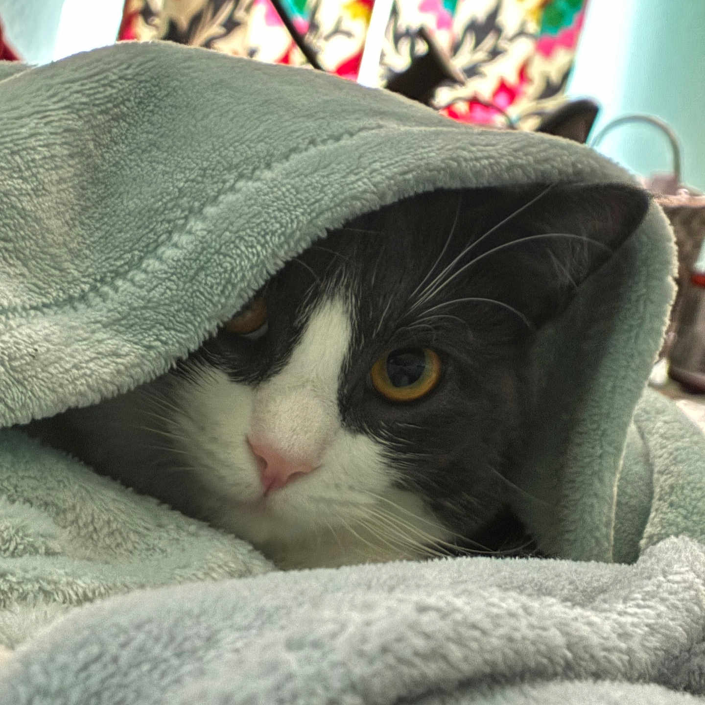 Willow joined the competition — help win amazing prizes! animal, black_and_white, blanket, cat, closeup, colorful, cozy, curtain, eye, face, fur, indoor, patterned, pet, pink_nose, relaxed, resting, soft_texture, warm, whiskers