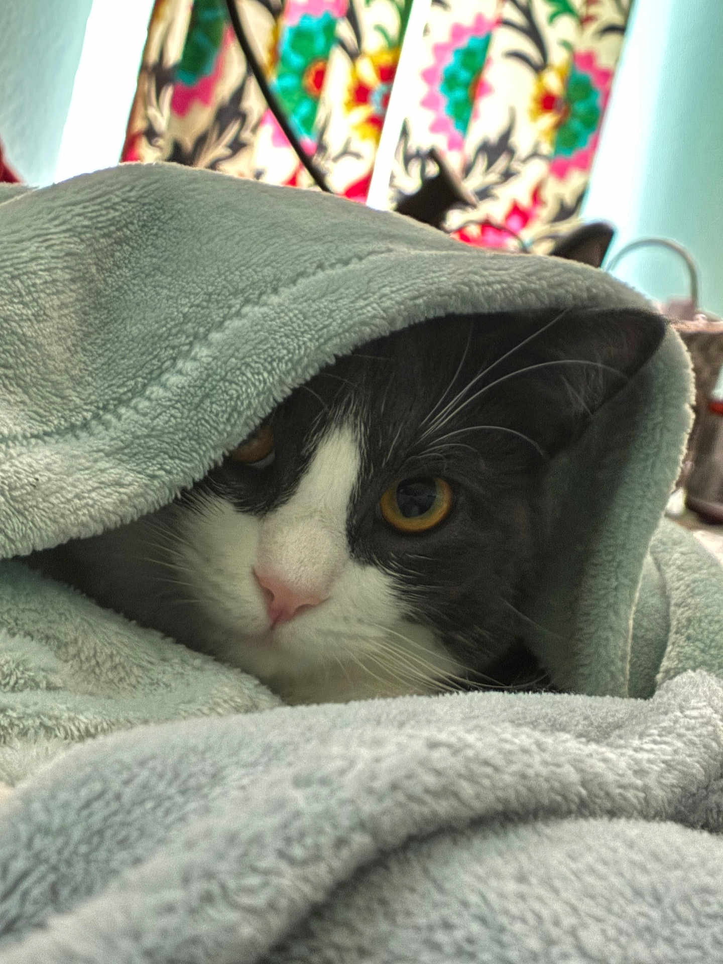 Willow joined the competition — help win amazing prizes! cat, blanket, cozy, indoor, pet, animal, fur, whiskers, face, eye, pink_nose, soft_texture, curtain, patterned, colorful, warm, resting, closeup, black_and_white, relaxed