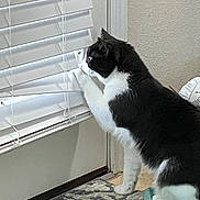 Willow joined the competition — help win amazing prizes! cat, black_and_white, indoor, window, blinds, curious, paw, carpet, mat, door, pet, animal, feline, side_view, looking_out, domestic, curiosity, floor, home, playful