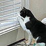 cat, black_and_white, indoor, window, blinds, curious, paw, carpet, mat, door, pet, animal, feline, side_view, looking_out, domestic, curiosity, floor, home, playful