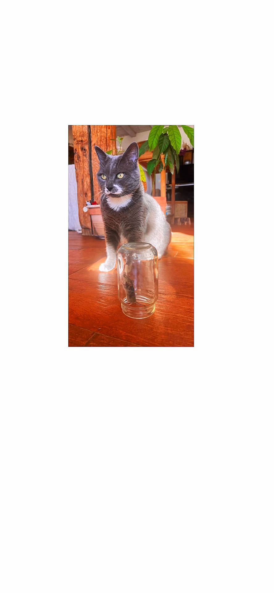 animal, cat, closeup, curious, domestic, floor, furniture, glass_jar, gray_cat, houseplant, indoor, interior, pet, plant, sitting, table, warm_lighting, white_cat, wood, wooden_floor