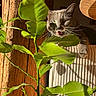 Martine participe au concours pour gagner de l'argent avec cette photo : cat, gray_cat, plant, green_leaves, wood, chair, sunlight, shadow, indoor, pet, whiskers, feline, closeup, cozy, home, natural_light, leaf, branch, texture, relaxing