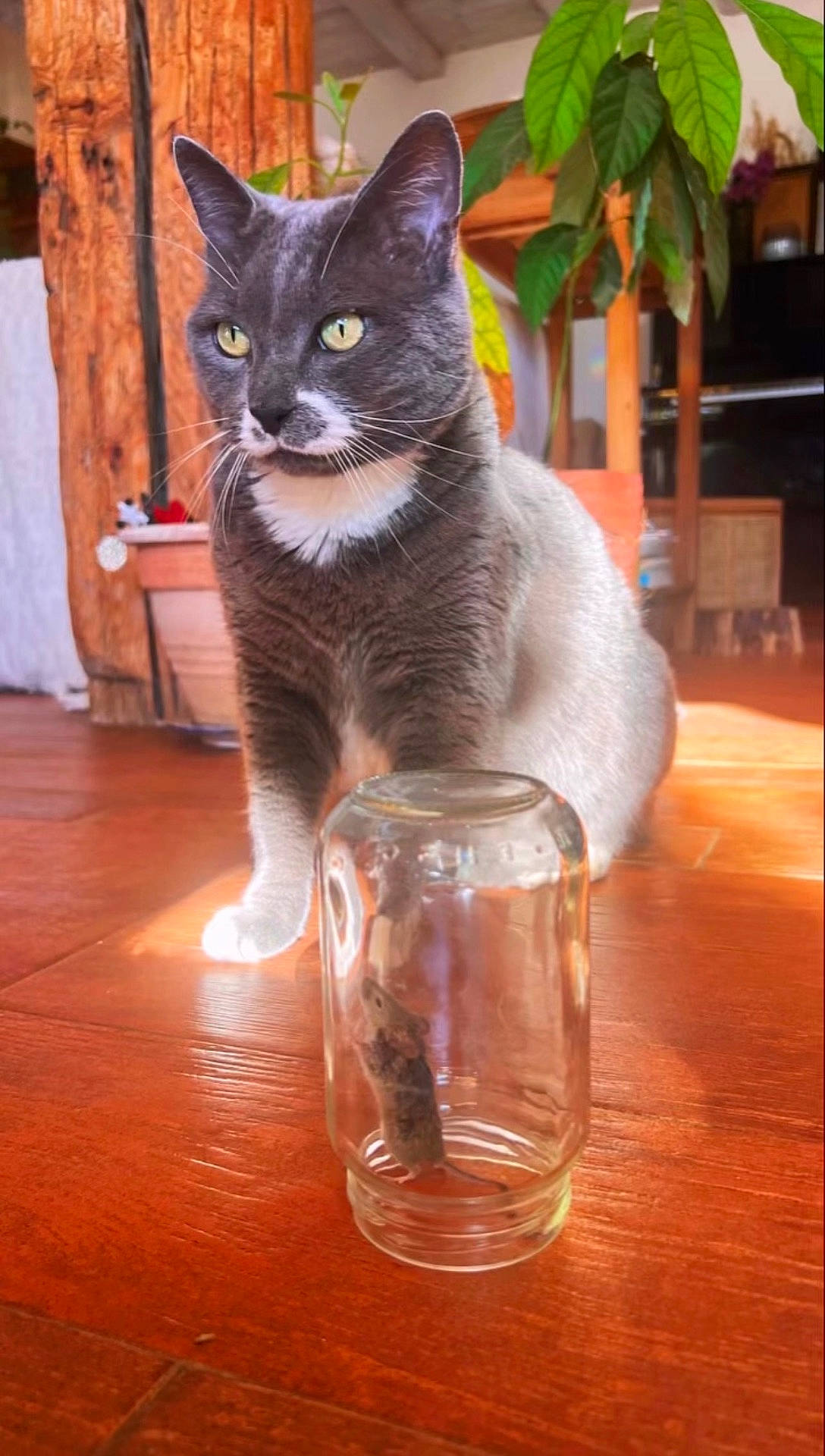 animal, cat, cozy, curious, domestic, feline, glass_jar, gray_cat, houseplant, indoor, mouse, natural_light, pet, plant, shadow, sunlight, trapped_mouse, white_cat, wooden_floor, wooden_post