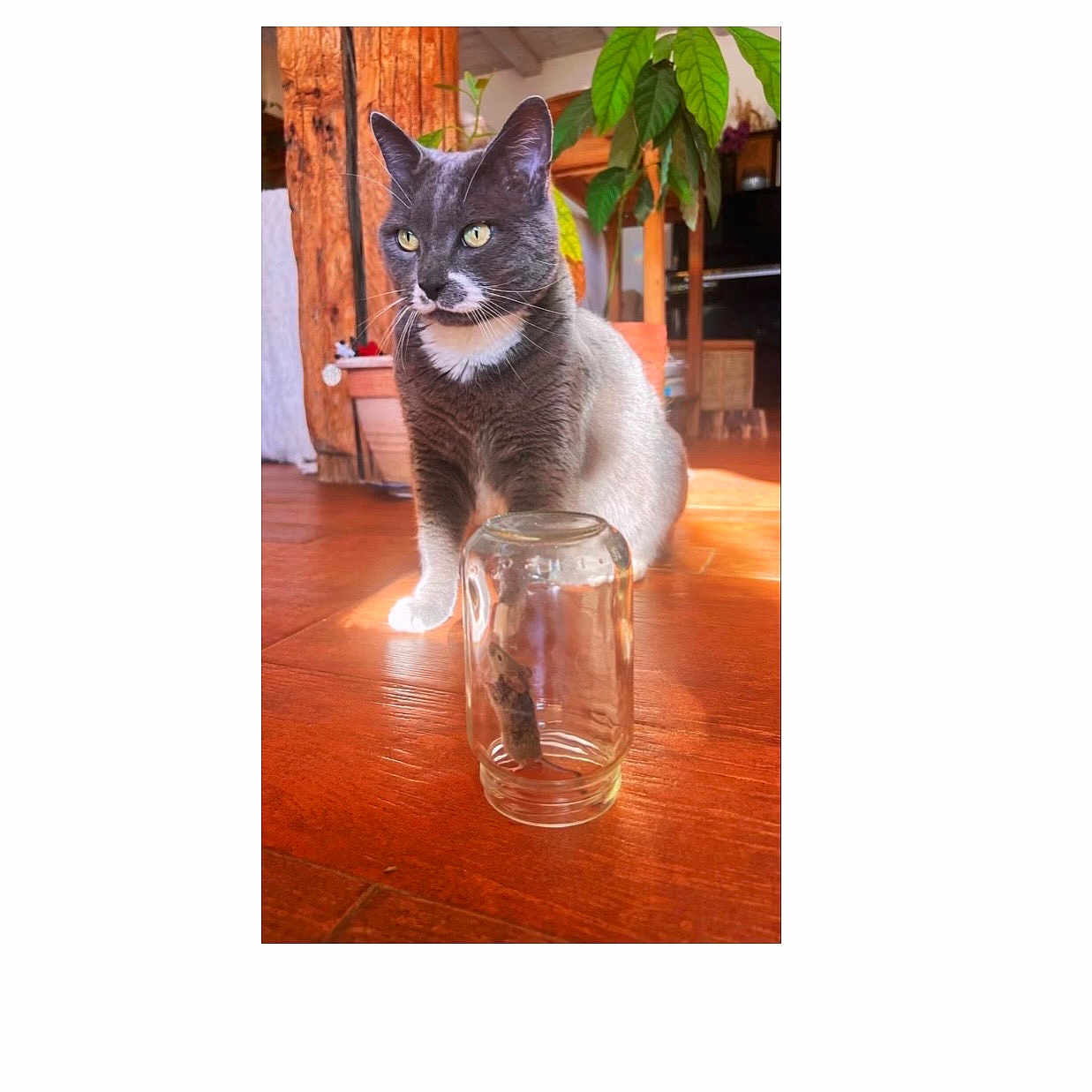 Martine participe au concours pour gagner de l'argent avec cette photo : cat, mouse, glass_jar, wooden_floor, indoor, plant, wooden_furniture, sunlight, pet, animal, curious, gray_cat, white_cat, home, domestic_animal, floor, reflection, trapped_mouse, closeup, natural_light