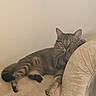Alex is registered to the contest to win money with this photo: cat, tabby, feline, pet, indoor, couch, furniture, relaxed, resting, paw, patterned, cream_color, animal, cute, domestic, mammal, whiskers, ears, eyes, living_room