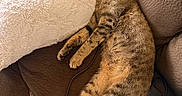 Alex joined the competition — help win amazing prizes! cat, tabby, sleeping, couch, pillow, pet, feline, cozy, relaxed, fur, whiskers, indoor, resting, animal, cute, domestic, comfort, nap, brown, soft