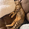 cat, tabby, sleeping, couch, pillow, pet, feline, cozy, relaxed, fur, whiskers, indoor, resting, animal, cute, domestic, comfort, nap, brown, soft