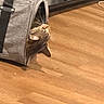 Alex joined the competition — help win amazing prizes! cat, pet_carrier, wooden_floor, indoor, fur, whiskers, curious, gray, cozy, animal, domestic, head, looking_up, flooring, household, pet, feline, side_view, playful, resting