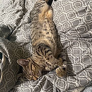 Alex is registered to the contest to win money with this photo: cat, tabby, sleeping, bed, blanket, patterned_blanket, cozy, relaxed, paw, fur, pet, domestic_animal, indoor, resting, cute, animal, feline, striped, whiskers, soft