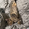 cat, tabby, sleeping, bed, blanket, patterned_blanket, cozy, relaxed, paw, fur, pet, domestic_animal, indoor, resting, cute, animal, feline, striped, whiskers, soft