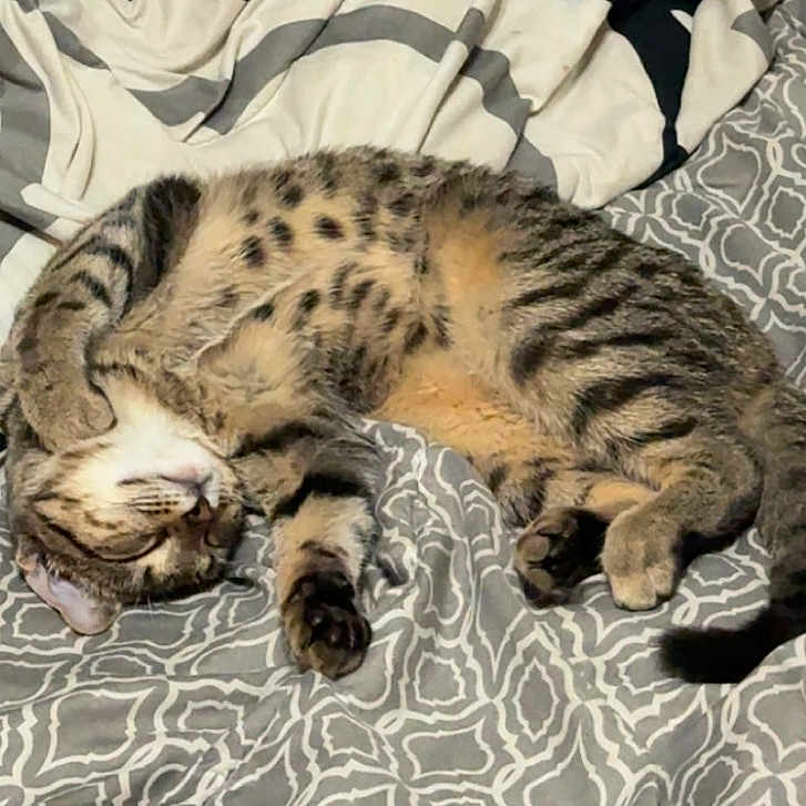 Alex joined the competition — help win amazing prizes! cat, tabby, sleeping, bed, blanket, pattern, fur, pet, cozy, resting, indoor, cute, animal, whiskers, paw, tail, domestic, relaxed, feline, soft