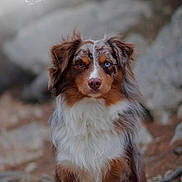 Moka a rejoint le concours — aidez-le/la à gagner de superbes lots ! dog, australian_shepherd, heterochromia, outdoor, nature, rocky_background, fur, brown, white, blue_eye, brown_eye, portrait, animal, pet, sitting, canine, fluffy, focused, natural_light, wildlife
