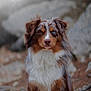 dog, australian_shepherd, heterochromia, outdoor, nature, rocky_background, fur, brown, white, blue_eye, brown_eye, portrait, animal, pet, sitting, canine, fluffy, focused, natural_light, wildlife