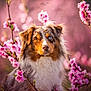 Moka participe au concours pour gagner de l'argent avec cette photo : dog, australian_shepherd, heterochromia, flower, pink_blossoms, spring, outdoor, portrait, animal, fur, nature, cute, canine, fluffy, pet, closeup, colorful, soft_focus, background_blur, beautiful