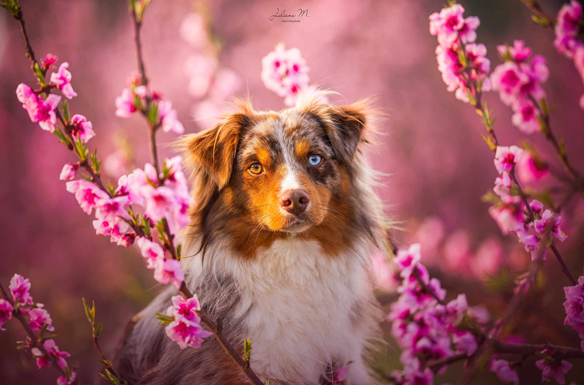 Moka participe au concours pour gagner de l'argent avec cette photo : dog, australian_shepherd, heterochromia, flower, pink_blossoms, spring, outdoor, portrait, animal, fur, nature, cute, canine, fluffy, pet, closeup, colorful, soft_focus, background_blur, beautiful