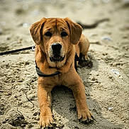 Vaï participe au concours pour gagner de l'argent avec cette photo : dog, puppy, sand, leash, outdoor, pet, animal, canine, fur, ears, nose, paws, lying_down, beach, closeup, portrait, young_dog, brown_fur, friendly, curious