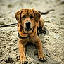 dog, puppy, sand, leash, outdoor, pet, animal, canine, fur, ears, nose, paws, lying_down, beach, closeup, portrait, young_dog, brown_fur, friendly, curious