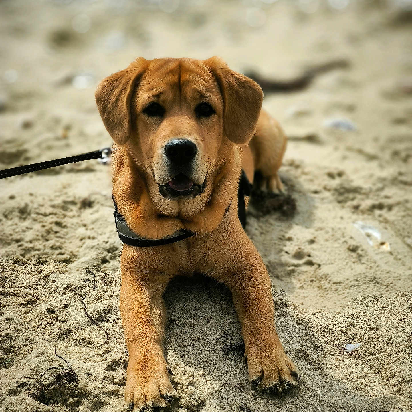 Vaï participe au concours pour gagner de l'argent avec cette photo : animal, beach, brown_fur, canine, closeup, curious, dog, ears, friendly, fur, leash, lying_down, nose, outdoor, paws, pet, portrait, puppy, sand, young_dog