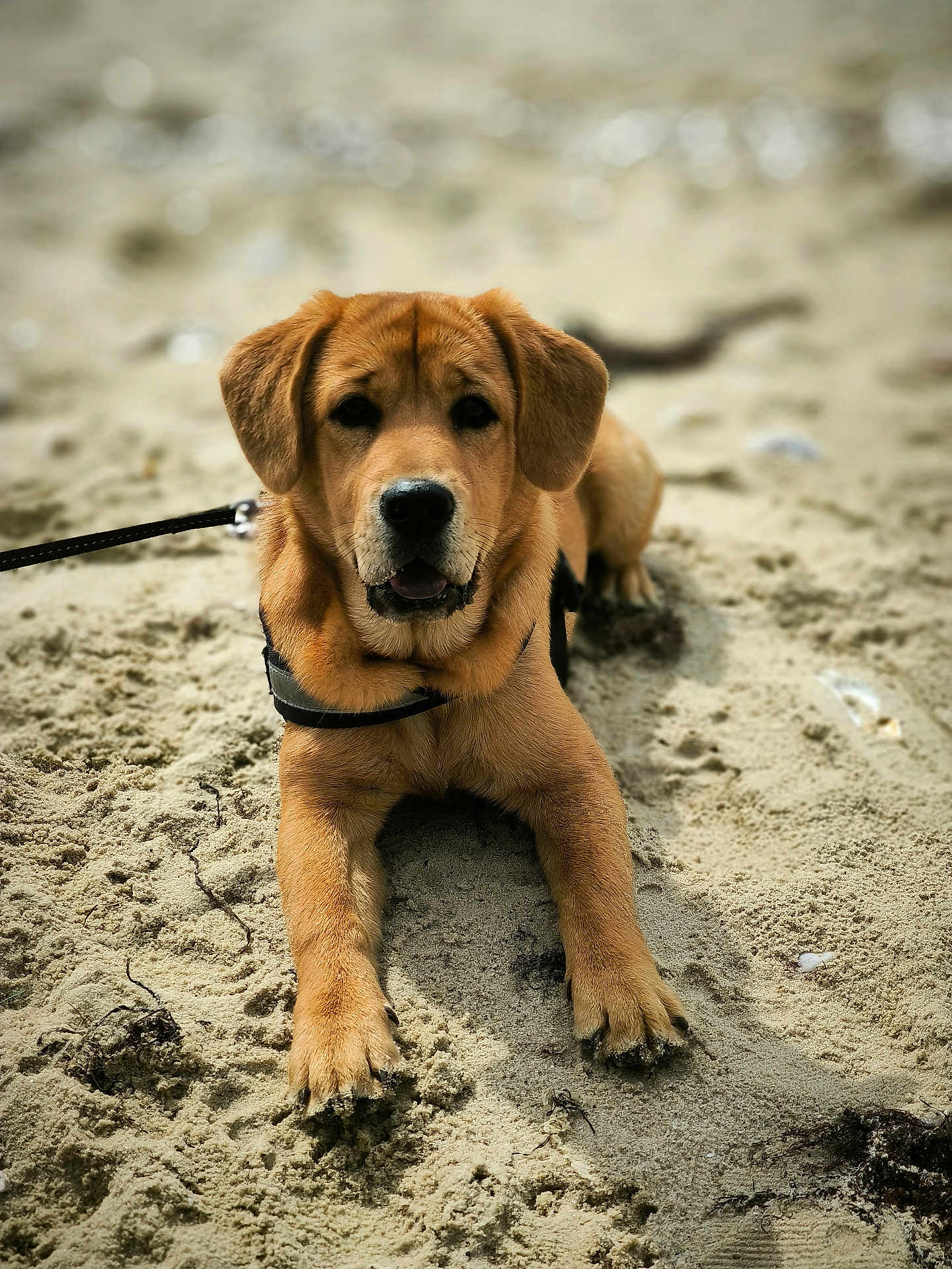 Vaï participe au concours pour gagner de l'argent avec cette photo : dog, puppy, sand, leash, outdoor, pet, animal, canine, fur, ears, nose, paws, lying_down, beach, closeup, portrait, young_dog, brown_fur, friendly, curious