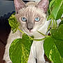 cat, blue_eyes, plant, green_leaves, wooden_surface, indoor, pet, feline, curious, close_up, domestic_animal, fur, whiskers, ears, paws, nature, houseplant, home, portrait, animal