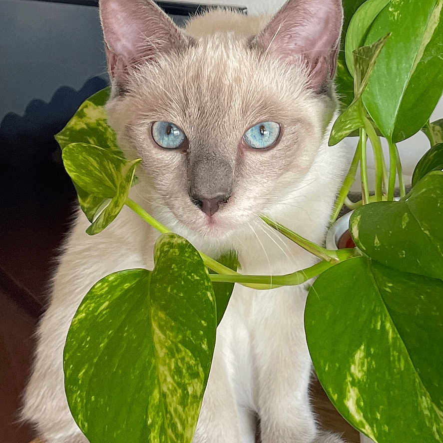 Pythie participe au concours pour gagner de l'argent avec cette photo : animal, blue_eyes, cat, close_up, curious, domestic_animal, ears, feline, fur, green_leaves, home, houseplant, indoor, nature, paws, pet, plant, portrait, whiskers, wooden_surface