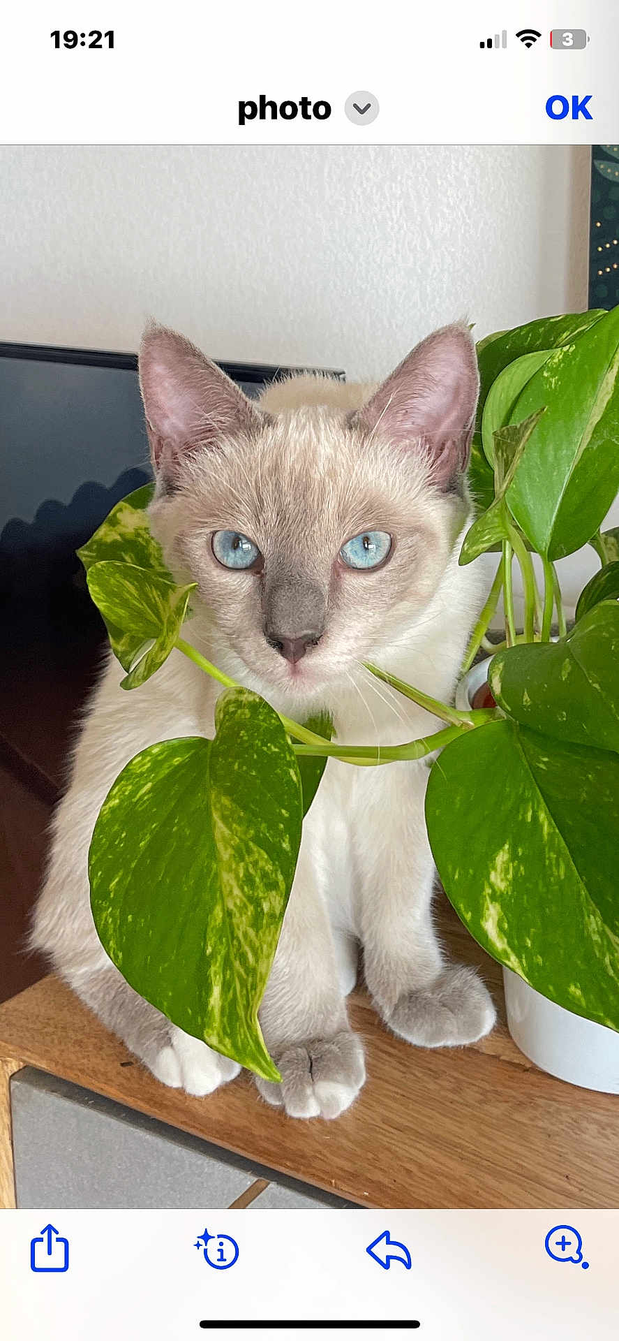 Pythie participe au concours pour gagner de l'argent avec cette photo : cat, blue_eyes, plant, green_leaves, wooden_surface, indoor, pet, feline, curious, close_up, domestic_animal, fur, whiskers, ears, paws, nature, houseplant, home, portrait, animal