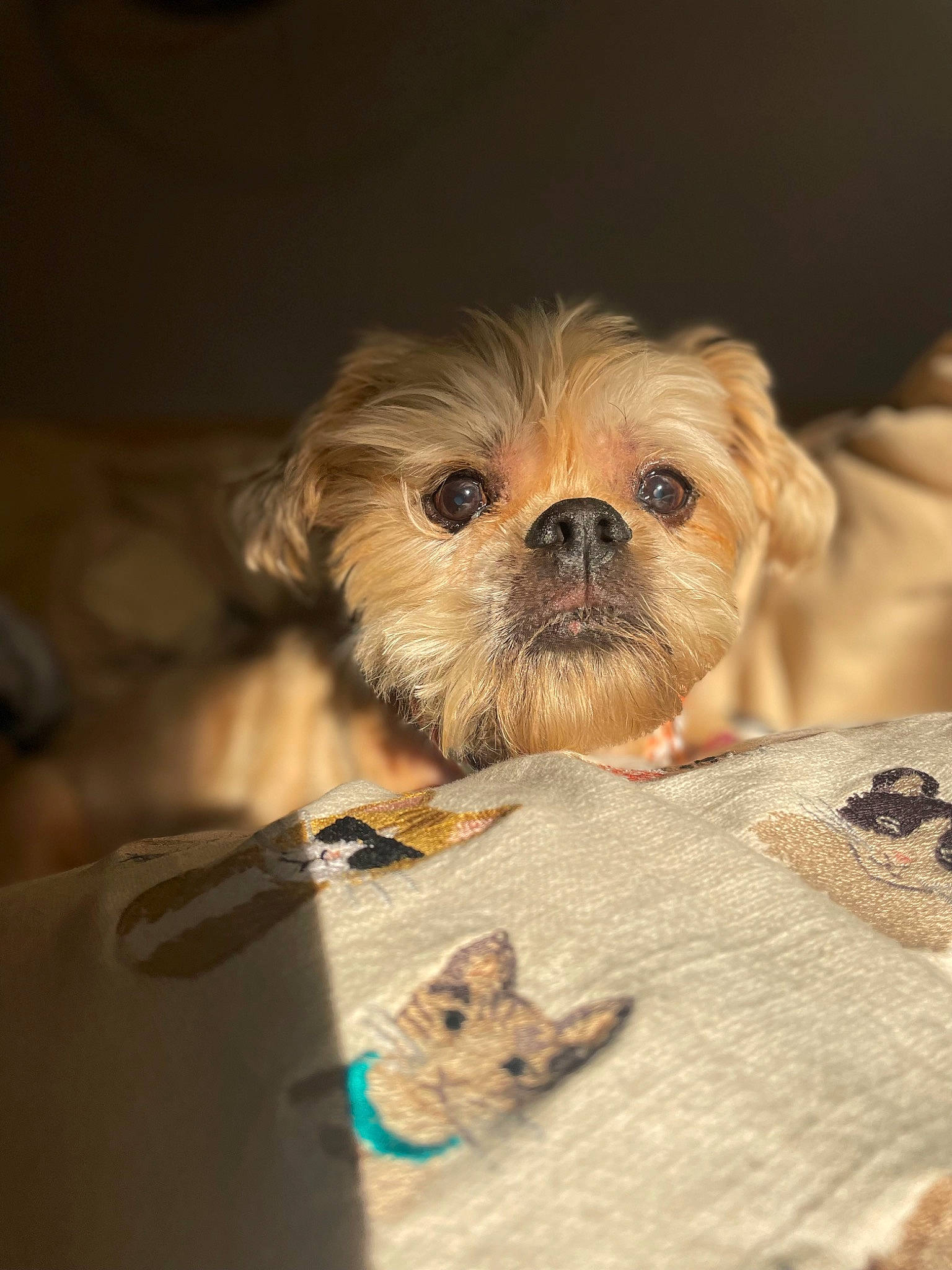 Kizzi joined the competition — help win amazing prizes! canidae, carnivore, comfort, companion_dog, dog, dog_breed, dog_supply, fawn, fur, liver, pet_supply, puppy, shih_tzu, small_terrier, snout, sporting_group, terrier, toy_dog, whiskers, working_animal