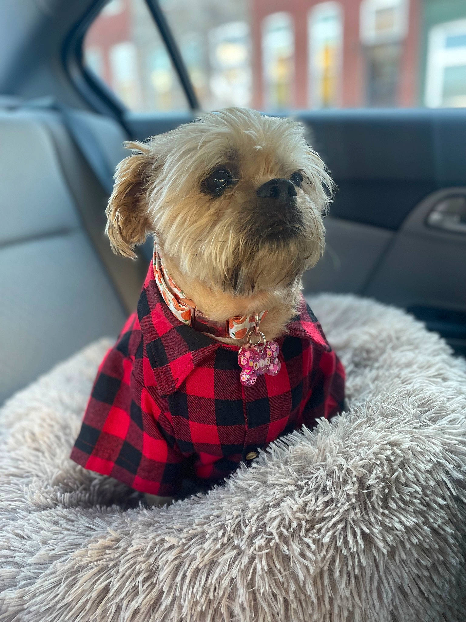 Kizzi is registered to the contest to win money with this photo: canidae, carnivore, collar, companion_dog, dog, dog_breed, dog_clothes, dog_collar, dog_supply, fawn, fur, liver, pet_supply, small_terrier, snout, sporting_group, tartan, terrier, toy_dog, working_animal