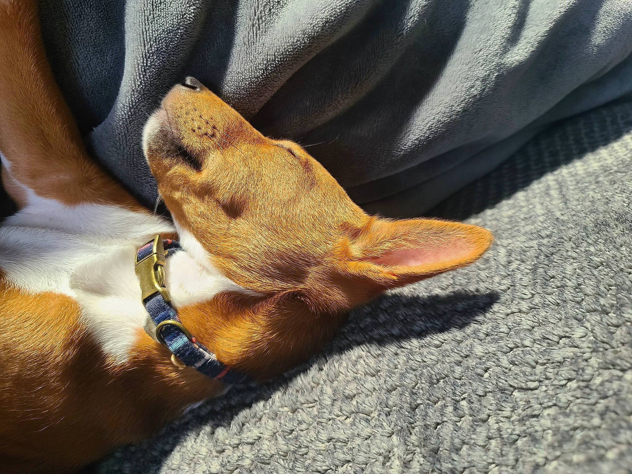 Walker joined the competition — help win amazing prizes! canidae, carnivore, claw, collar, comfort, companion_dog, dog, dog_breed, dog_collar, fawn, fur, gesture, human_leg, paw, snout, sporting_group, tail, whiskers, working_animal, wrist