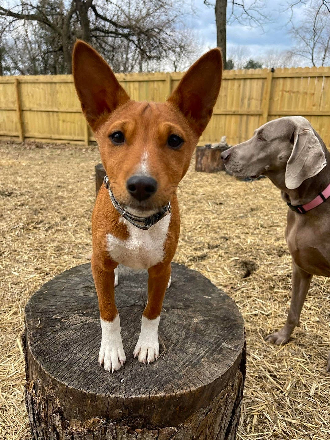 Walker is registered to the contest to win money with this photo: canidae, carnivore, cloud, collar, companion_dog, dog, dog_breed, dog_supply, fawn, hound, liver, pet_supply, sky, snout, sporting_group, tail, tree, wood, working_animal, working_dog