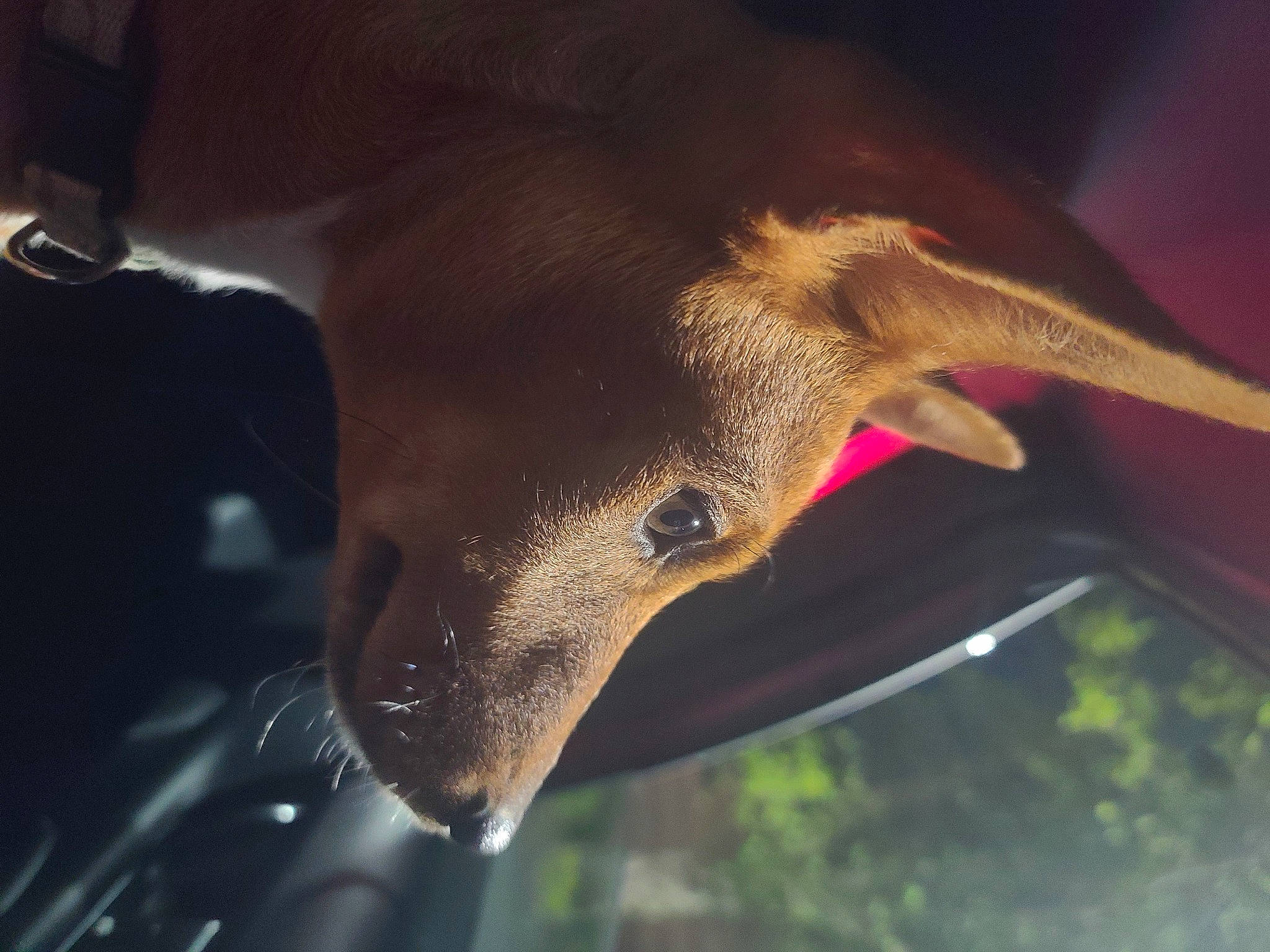 Walker is registered to the contest to win money with this photo: aardvark, carnivore, dog_breed, event, liver, livestock, snout, sporting_group, terrestrial_animal, whiskers, wildlife, working_animal