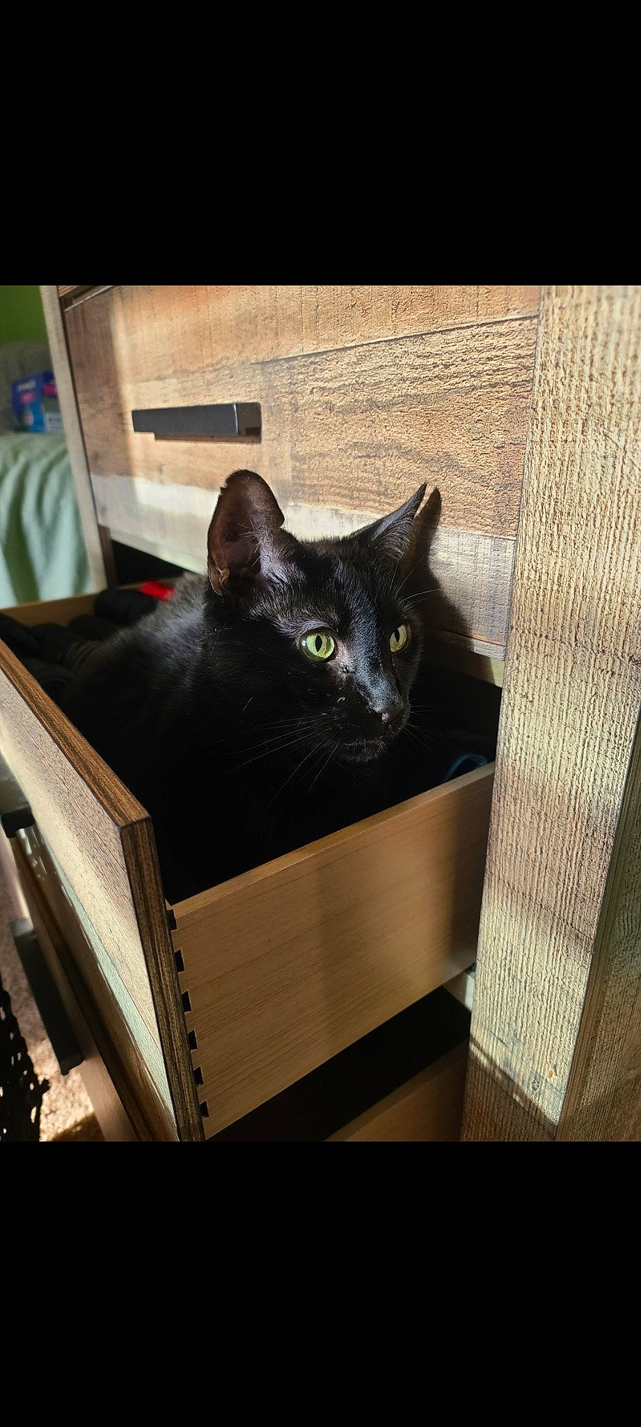 Bailey joined the competition — help win amazing prizes! black_cat, bombay, box, cardboard, carnivore, carton, cat, domestic_short_haired_cat, felidae, fur, grey, hardwood, packaging_and_labeling, rectangle, shipping_box, small_to_medium_sized_cats, snout, tail, whiskers, wood