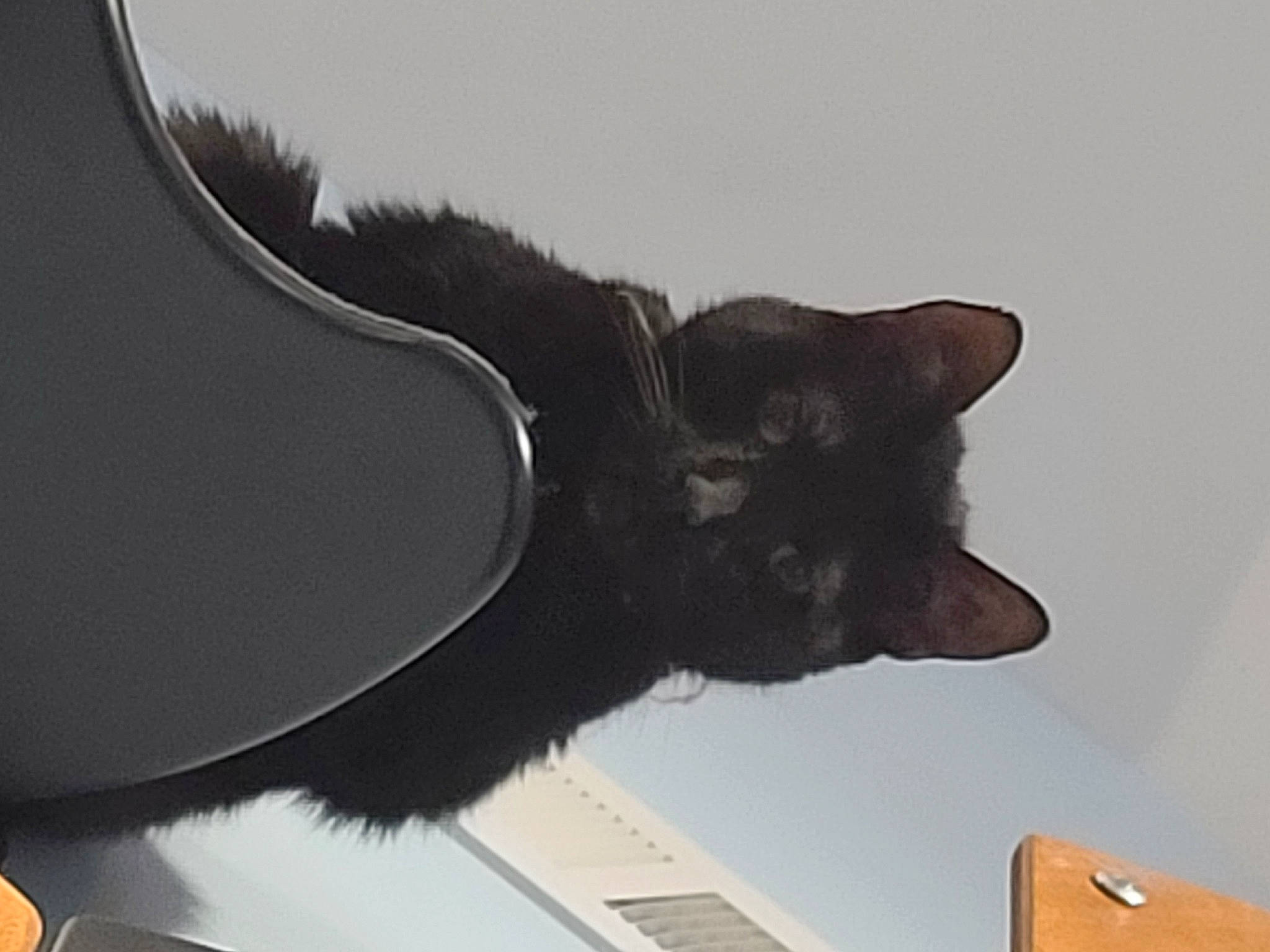 Bailey joined the competition — help win amazing prizes! black_cat, bombay, carnivore, cat, domestic_short_haired_cat, ear, felidae, fur, paw, small_to_medium_sized_cats, snout, tail, whiskers, window, wood