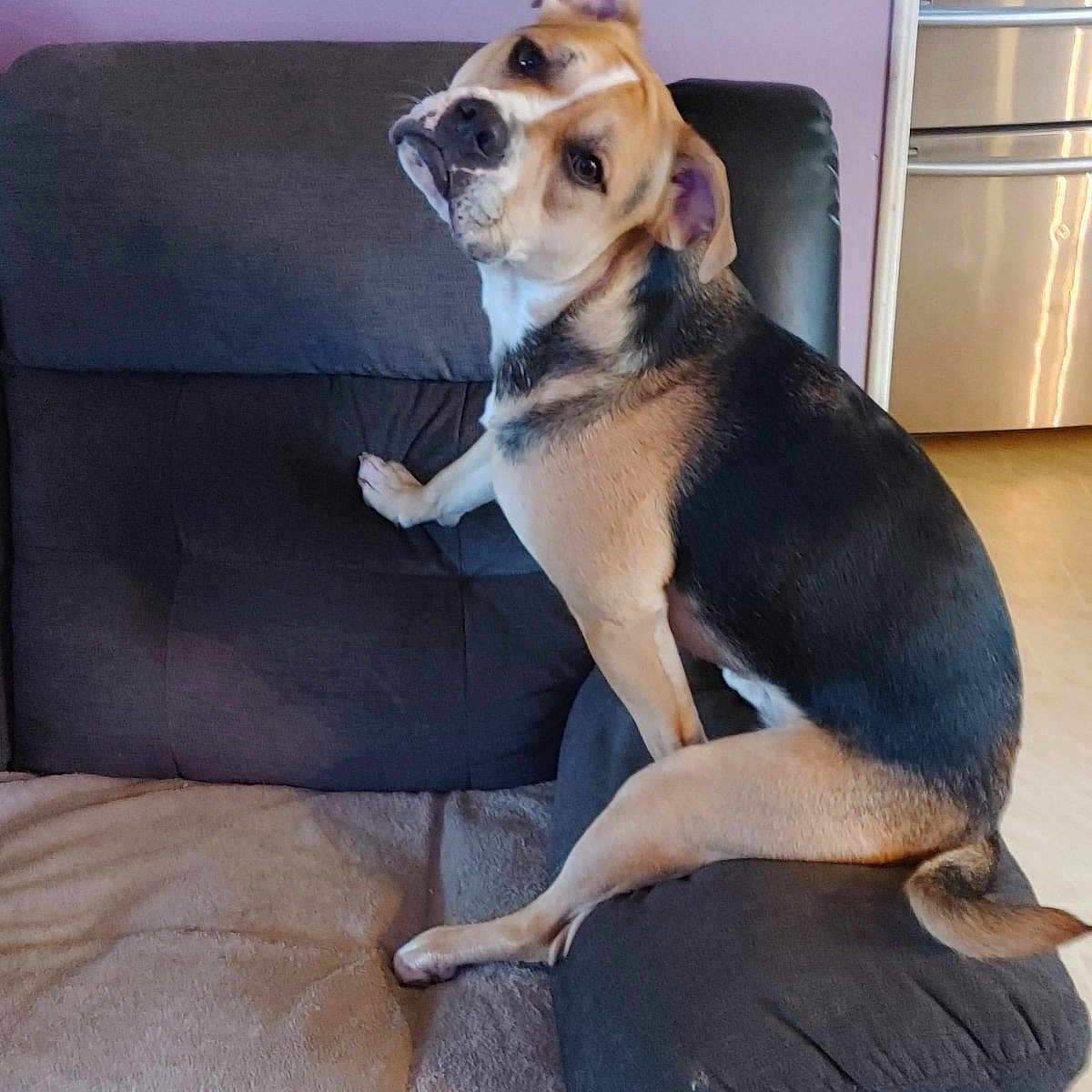 Raven is registered to the contest to win money with this photo: animal, beagle, canine, couch, cushion, dog, dogbed, furniture, germanshepherd, homedecor, hound, indoors, interiordesign, person, pet, puppy, sitting, snout