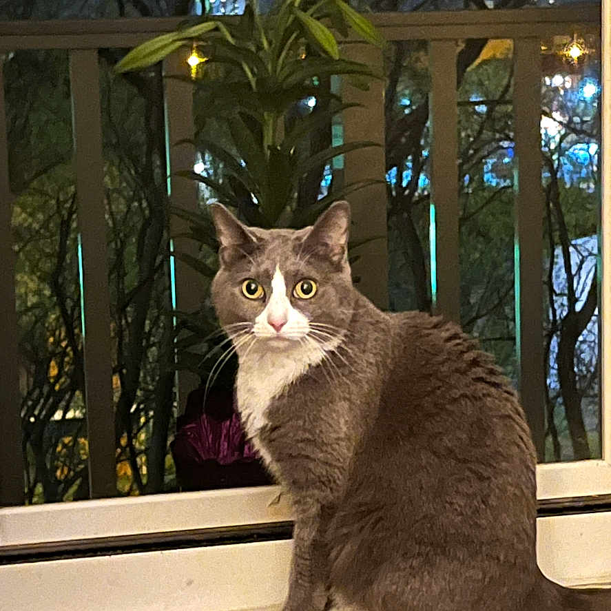 Princes Long joined the competition — help win amazing prizes! alert, animal, balcony, cat, city_lights, curious, domestic_cat, feline, gray_cat, night, nighttime, outdoor, pet, plant, sitting, urban, whiskers, white_paws, window, windowsill