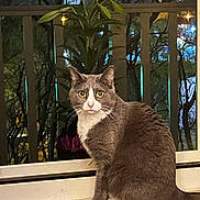 Princes is registered to the contest to win money with this photo: cat, gray_cat, white_cat, windowsill, plant, night, indoor, window, city_lights, tree_silhouette, pet, animal, curious, sitting, looking, feline, domestic_cat, fur, whiskers, ears