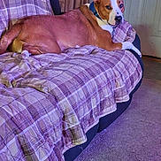 Blu is registered to the contest to win money with this photo: animal, blanket, brown_and_white, carpet, chair, cozy, dog, door, face, furniture, home, indoor, living_room, lying_down, pet, plaid, portrait, relaxed, seated_person, wood_paneling