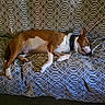 Blu is registered to the contest to win money with this photo: animal, bed, bedspread, blanket, brown_and_white, collar, cozy, dog, home, horizontal_composition, indoors, lying_down, mixed_breed, patterned_fabric, pet, photography, relaxed, resting, short_hair, sleeping