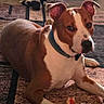 dog, brown_and_white, collar, chew_toy, rug, patterned_rug, armchair, patterned_armchair, indoor, home, pet, relaxed, paw, floor, furniture, cozy, domestic, animal, companion, resting