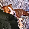 Blu joined the competition — help win amazing prizes! animal, blanket, brown_and_white, couch, cozy, dog, furniture, indoors, living_room, nap, ottoman, patterned_fabric, paws, pet, pillow, relaxed, resting, short_hair, sleeping, sofa