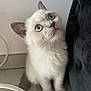 angora, animal, cat, kitten, manx, pet, siamese