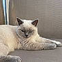 angora, animal, cat, chair, couch, cushion, furniture, homedecor, kitten, linen, manx, person, pet, siamese, sleeping, white
