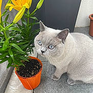 Zino a rejoint le concours — aidez-le/la à gagner de superbes lots ! animal, blue_eyes, cat, closeup, curious_cat, domestic_cat, feline, floor, flower, flower_pot, gray_cat, green_leaves, indoor_plant, nature, orange_pot, pet, plant, tile, whiskers, yellow_lilies