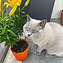 animal, blue_eyes, cat, closeup, curious_cat, domestic_cat, feline, floor, flower, flower_pot, gray_cat, green_leaves, indoor_plant, nature, orange_pot, pet, plant, tile, whiskers, yellow_lilies